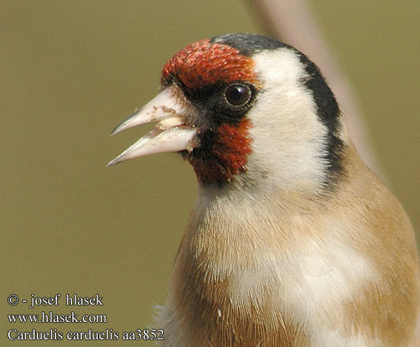 Carduelis carduelis aa3852