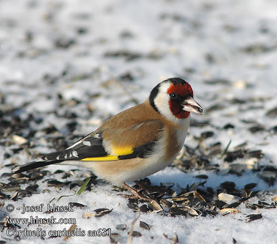 Carduelis carduelis aa631