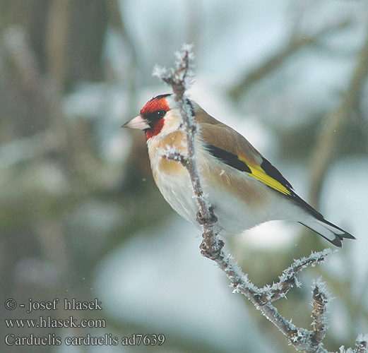 Carduelis carduelis ad7639