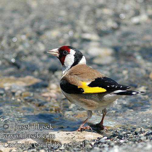 Carduelis carduelis ae7211