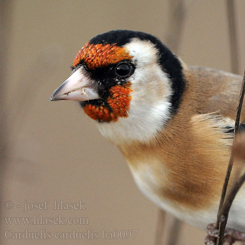 Carduelis carduelis ba0097