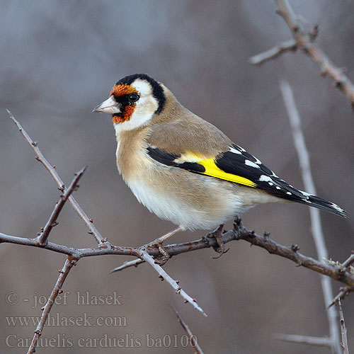 Carduelis carduelis ba0100