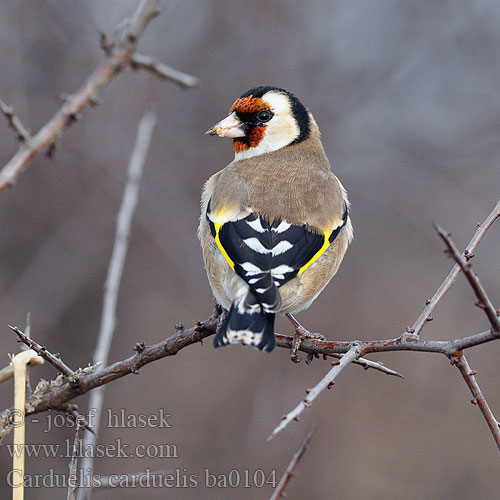 Carduelis carduelis ba0104