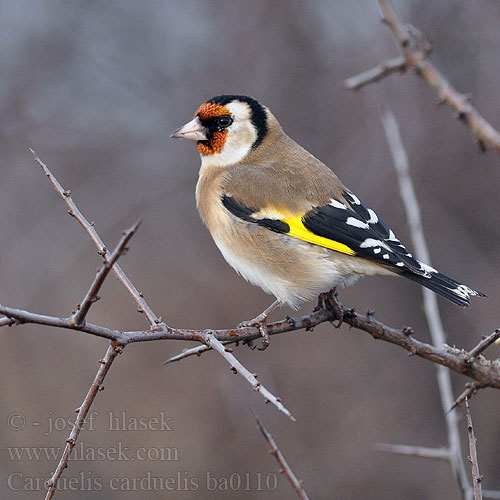 Carduelis carduelis ba0110