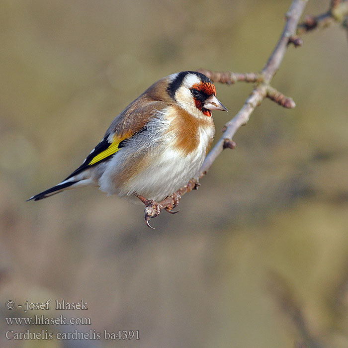 Carduelis carduelis Chardonneret élégant Jilguero