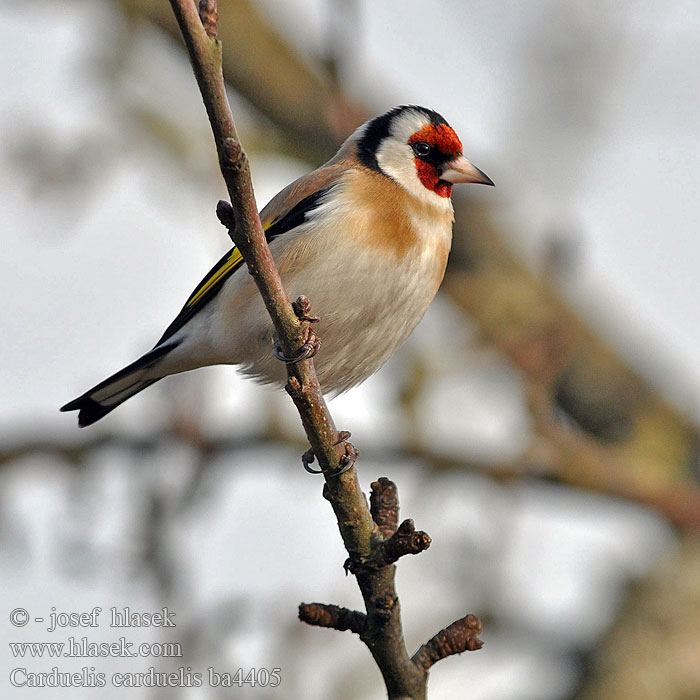 Carduelis carduelis Jilguero Stehlík obecný obyčajný pestrý