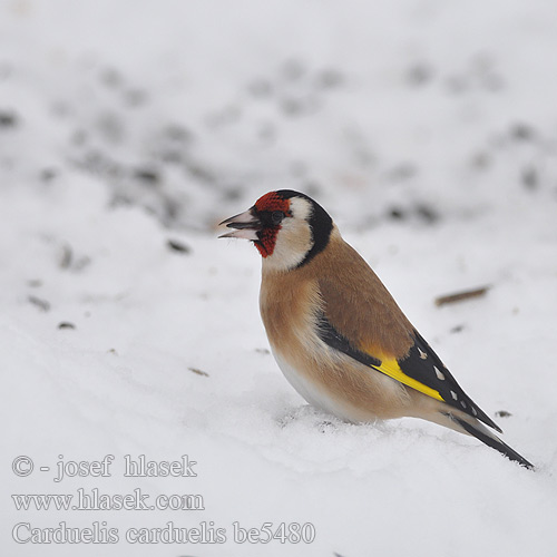 Carduelis carduelis be5480