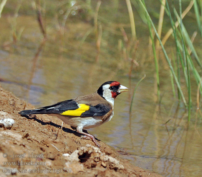 Carduelis carduelis Stehlík obecný obyčajný pestrý