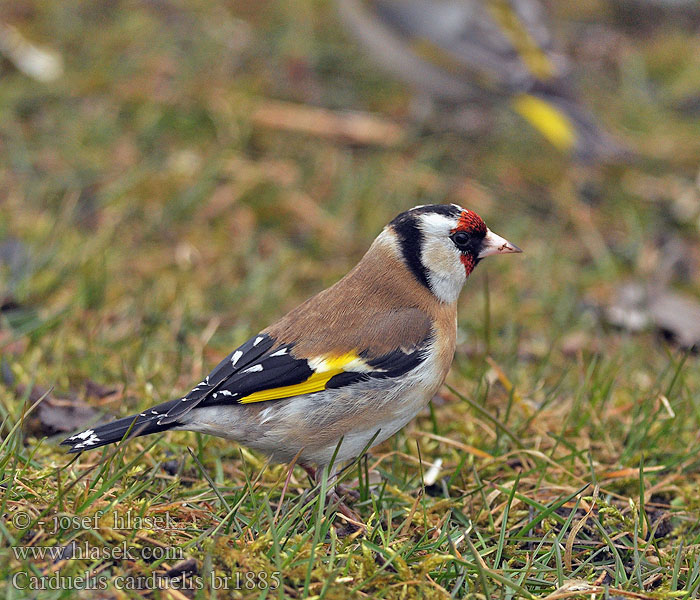 Carduelis_carduelis_br1885