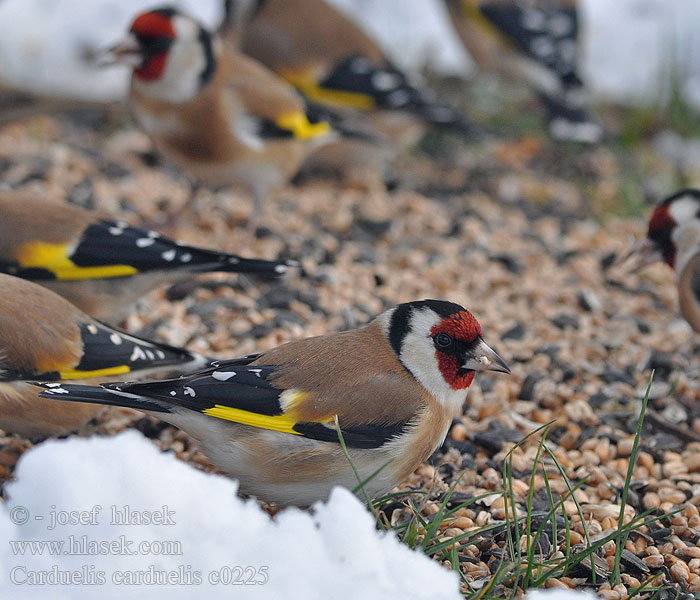 Carduelis_carduelis_c0225