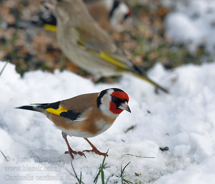 Carduelis carduelis Stieglitz Distelfink