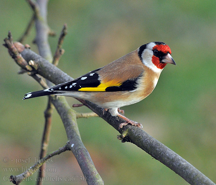 Chardonneret élégant