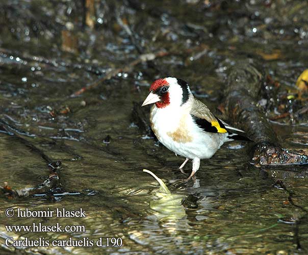 Carduelis carduelis d190