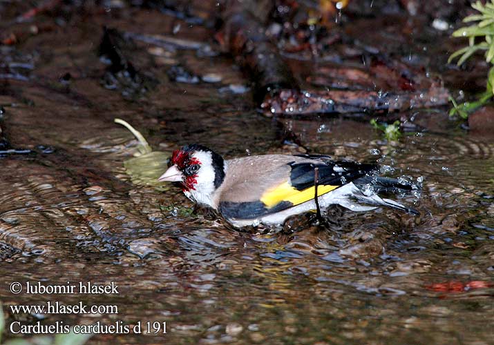 Carduelis carduelis d191