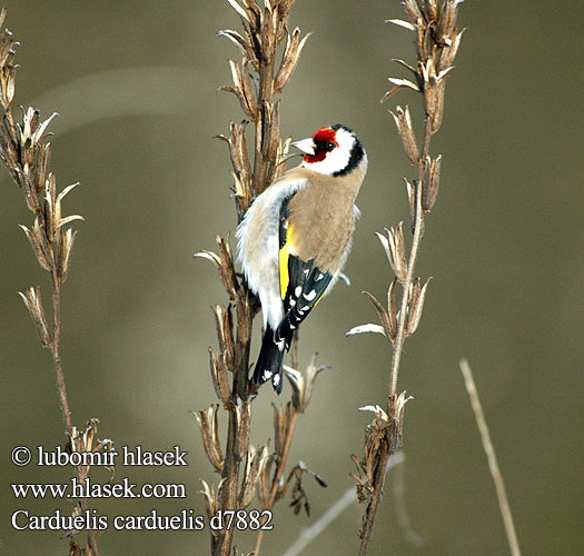 Carduelis carduelis d7882