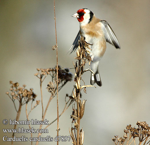 Carduelis carduelis d7897