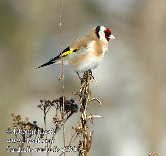 Carduelis carduelis d7901