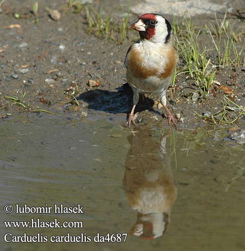 Carduelis carduelis da4687