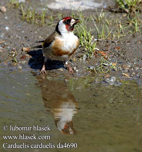 Carduelis carduelis da4690