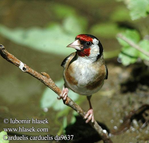 Carduelis carduelis da9637