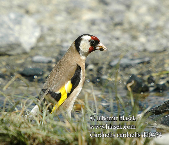 Carduelis carduelis dd0474