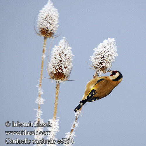 Carduelis carduelis Goldfinch Stieglitz Distelfink