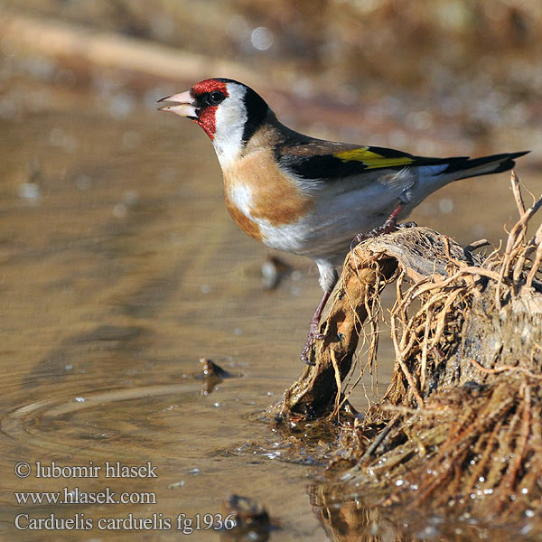 Carduelis carduelis fg1936