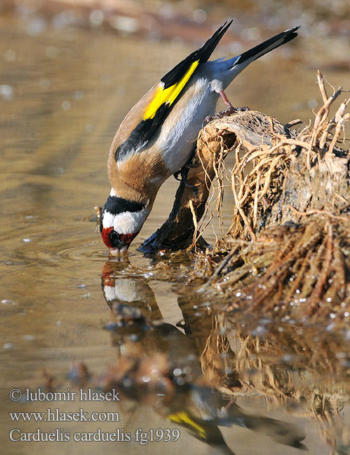 Carduelis carduelis fg1939