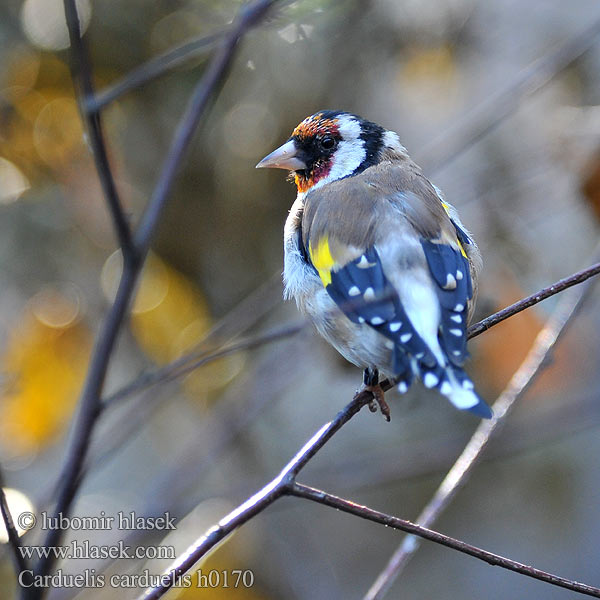 Carduelis carduelis h0170