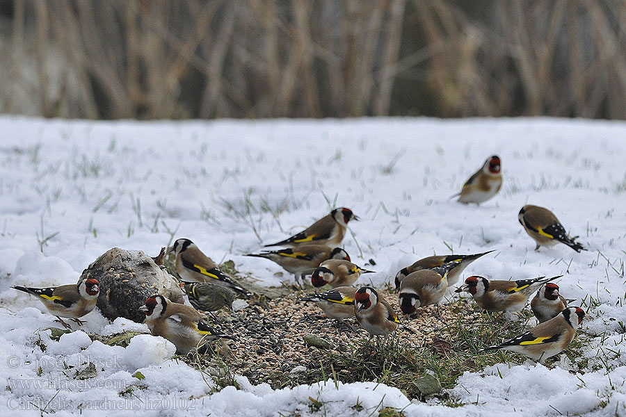 Carduelis carduelis Chardonneret élégant Jilguero