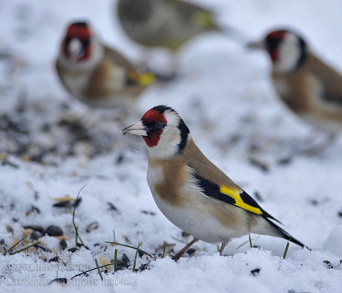 Carduelis carduelis Stehlík obecný