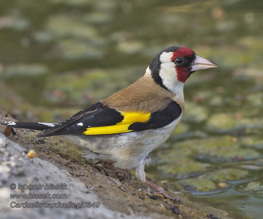 élégant Jilguero Stehlík obecný obyčajný pestrý Carduelis carduelis