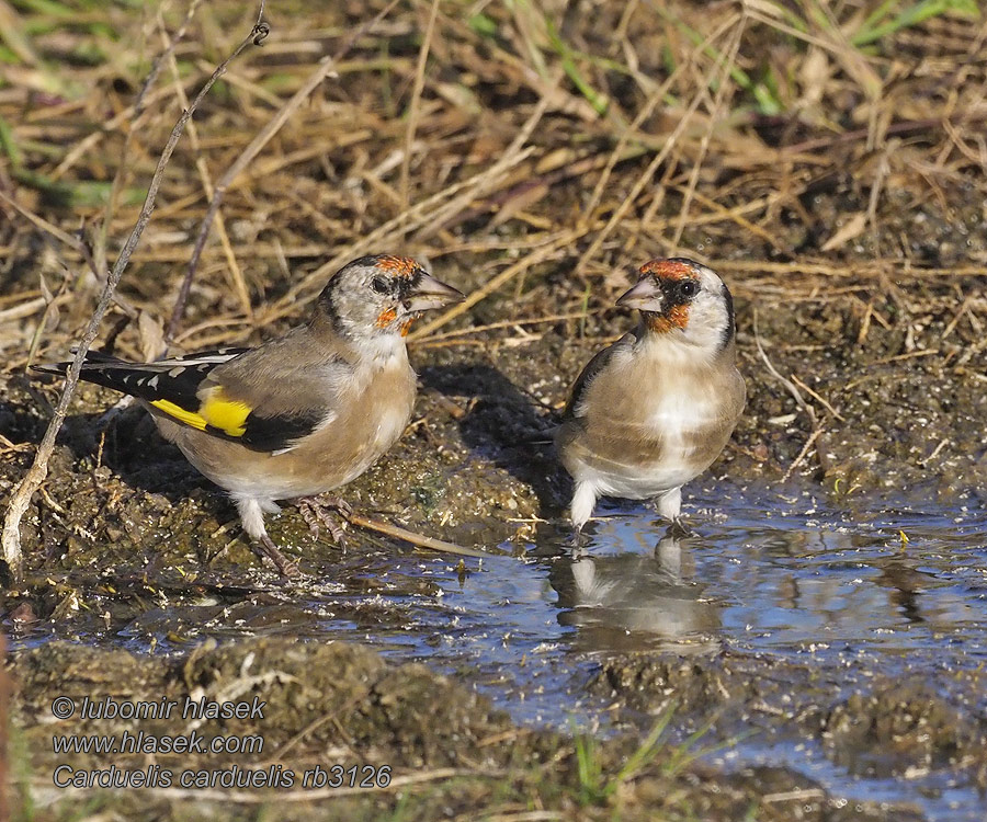 Goldfinch Stieglitz Distelfink Chardonneret Carduelis carduelis