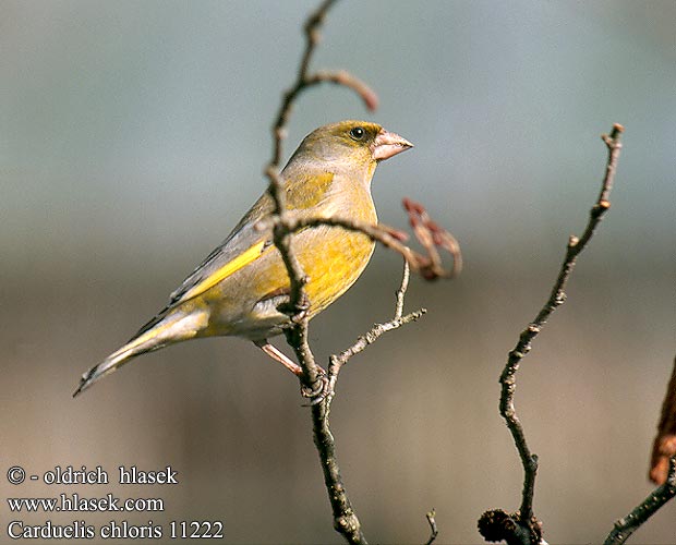 Carduelis chloris 11222