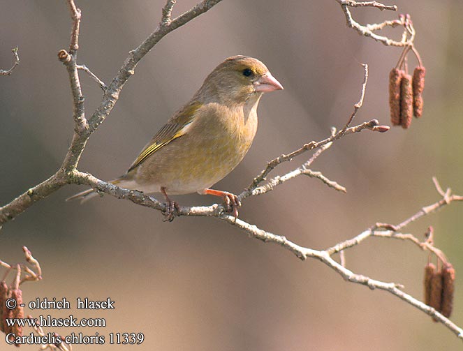 Carduelis chloris Grünling Grünfink Verdier Europe