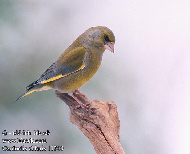 Carduelis chloris 11340