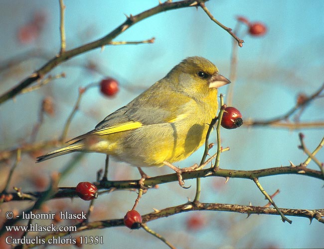 Carduelis chloris Europe Verderón Común zvonek zelený