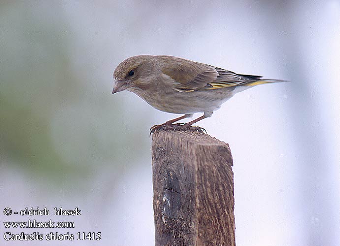 Carduelis chloris 11415