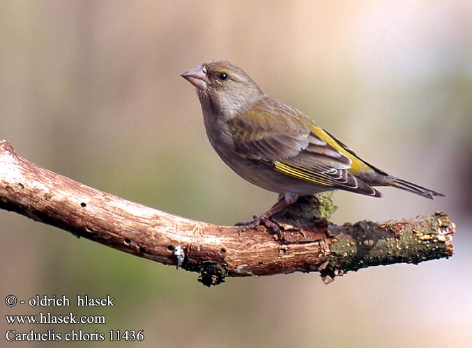 Carduelis chloris 11436