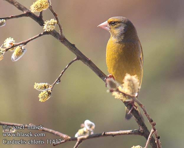 Carduelis chloris Verdone Viherpeippo Zöldike Grönfink