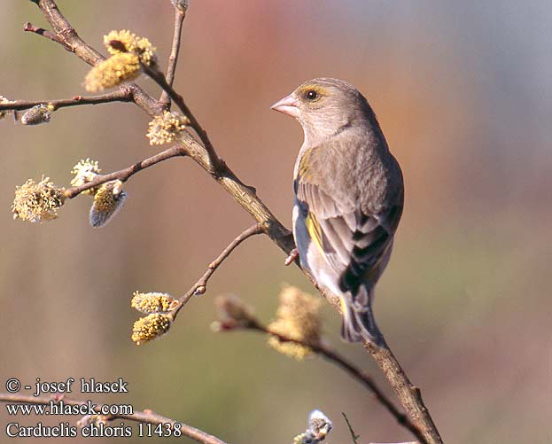 Carduelis chloris Viherpeippo Zöldike Grönfink