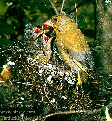 Carduelis chloris Viherpeippo Zöldike Grönfink Florya