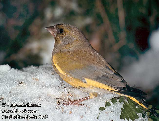 Carduelis chloris 8132