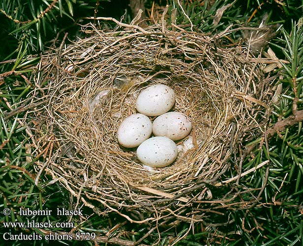 birds eggs nest Carduelis chloris Greenfinch Grünling