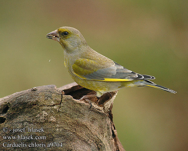 Carduelis chloris a9704