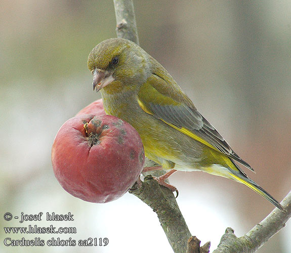 Carduelis Verdilhao Zalžubite Rohevint stehlík zelený