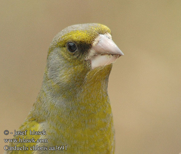 Carduelis chloris aa3691