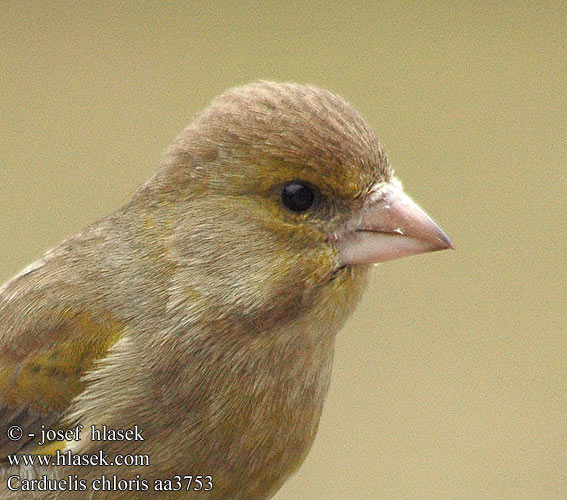 Carduelis chloris stehlík zelený Grønirisk Grønnfink