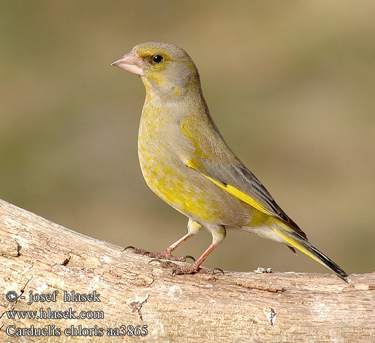 Carduelis chloris aa3865