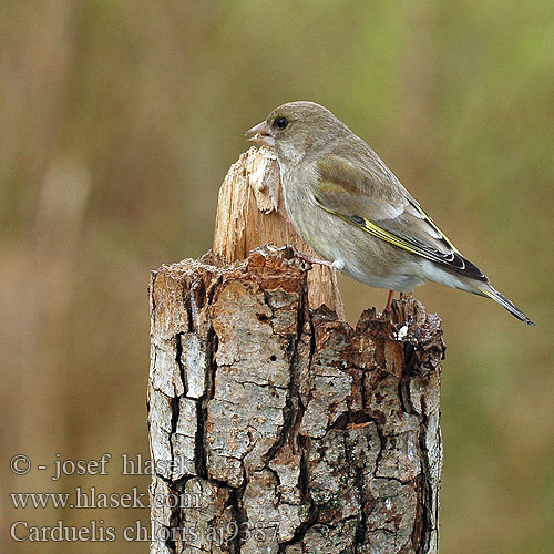 Carduelis chloris aj9387